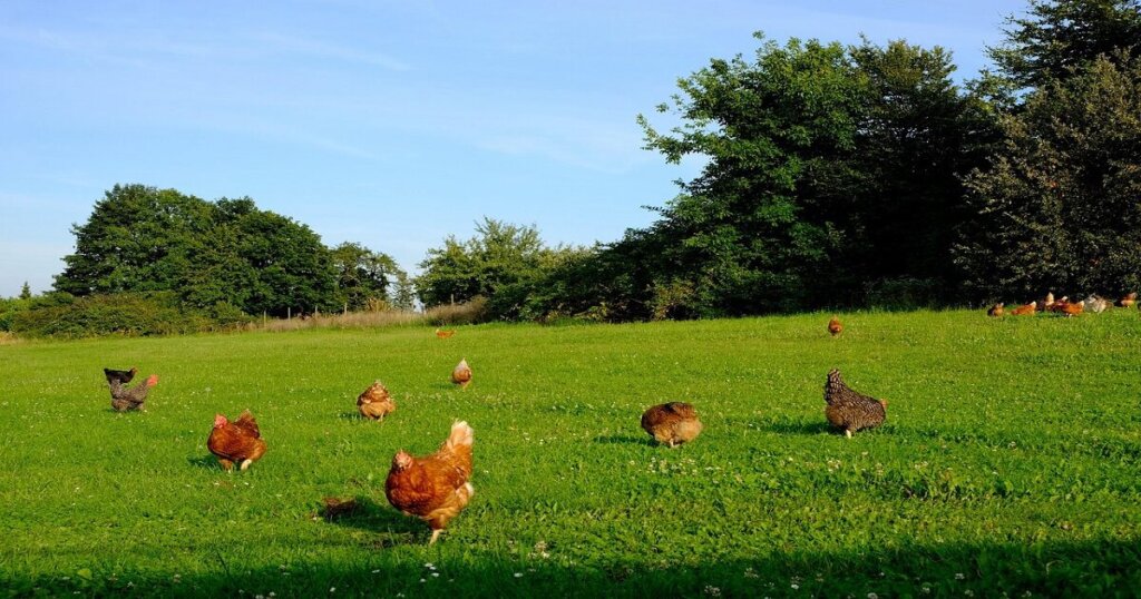 free-range poultry farming business plan smart business 100